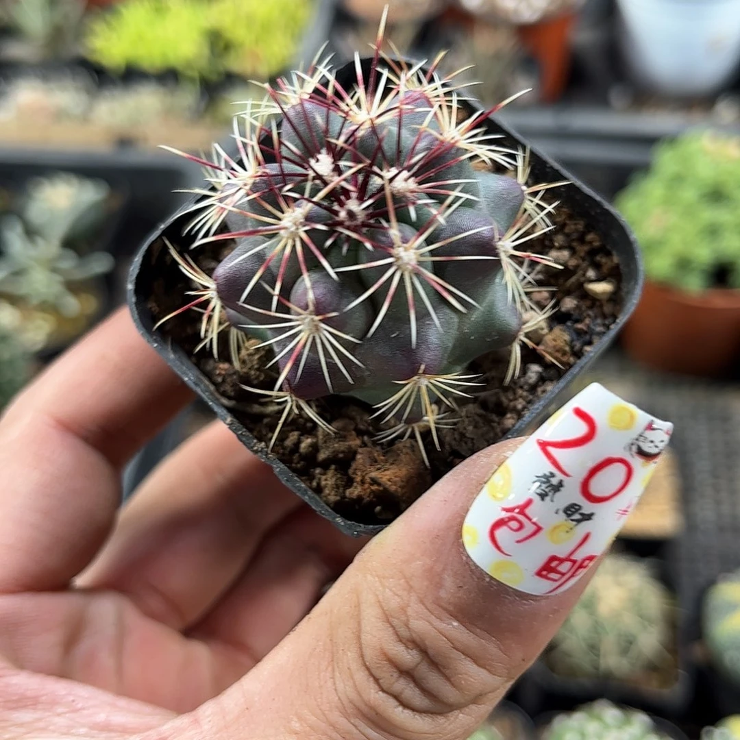 大统领单头发货有根