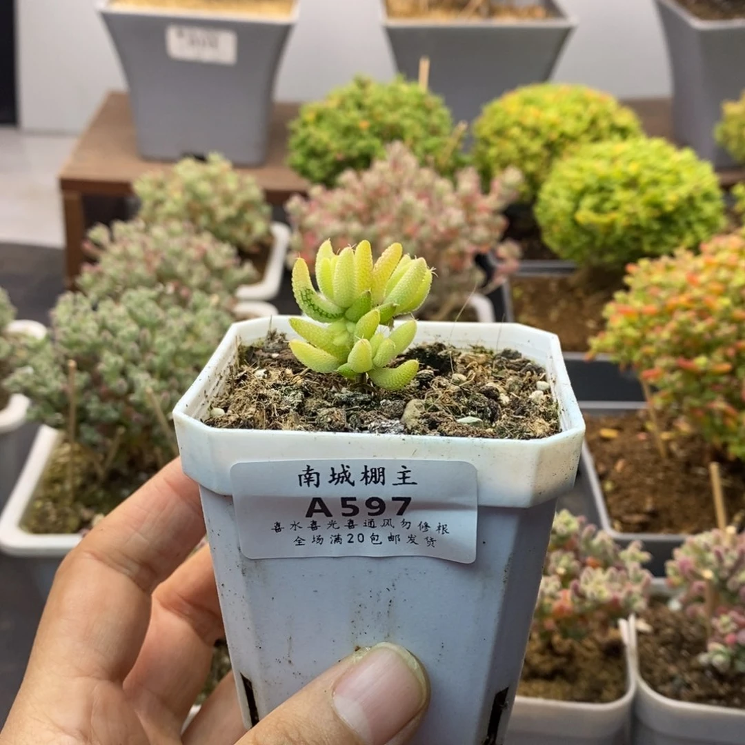 597玉米锦枝干番杏