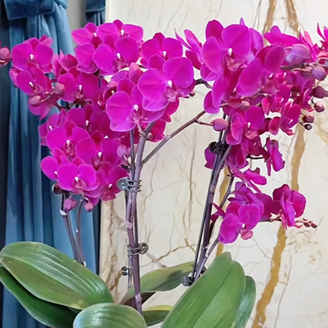 花花喜大王蝴蝶兰樱桃咖啡3.0寸杯根好苗壮叶子油绿 剪自然梗无花