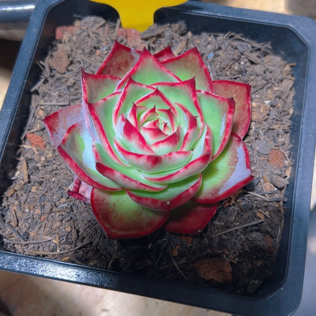 爱**己惊鸿仙子一物一拍571号