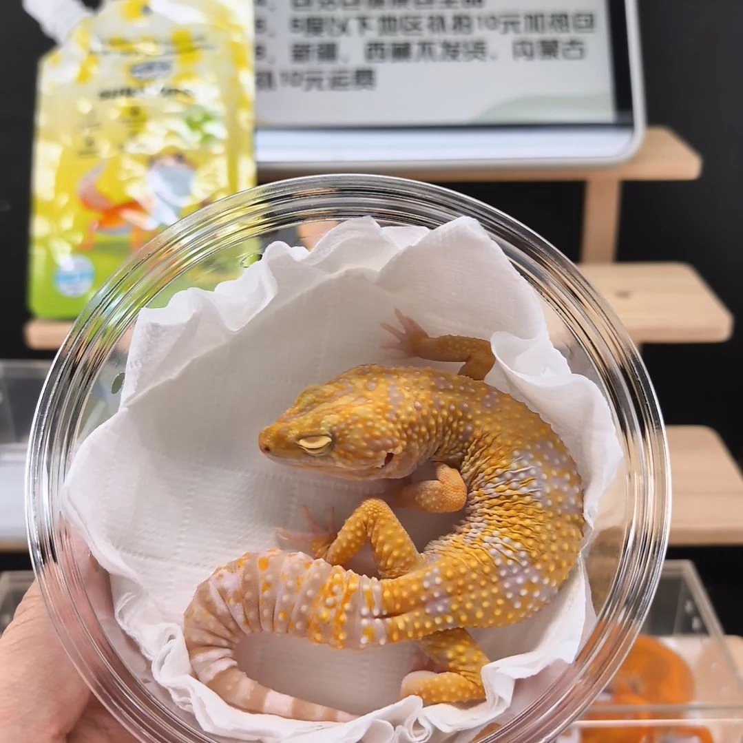 豹纹守宫暴龙母成体体重41克