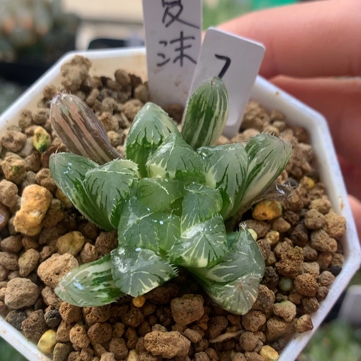 夏沫玉露锦一物一拍