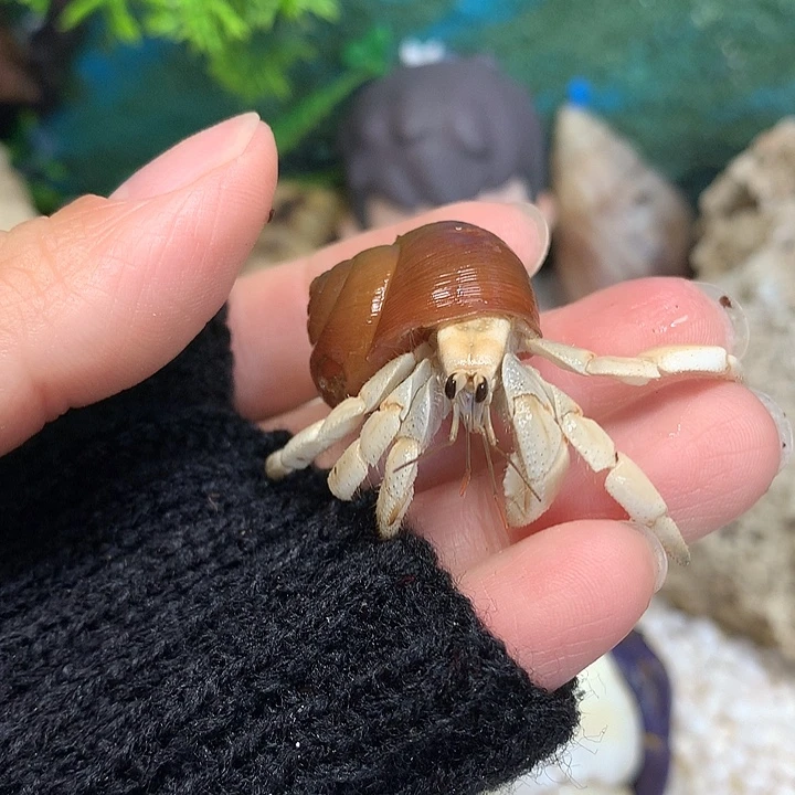 1.4口径奔跑家寄居蟹17号