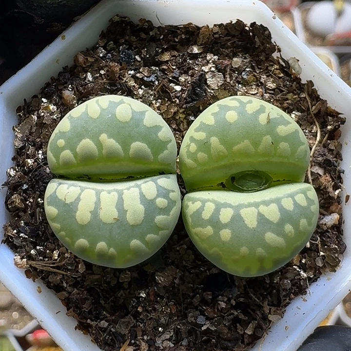 生石花121111。  828