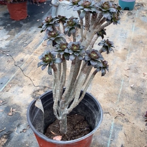 灰豆32多肉植物法师法师