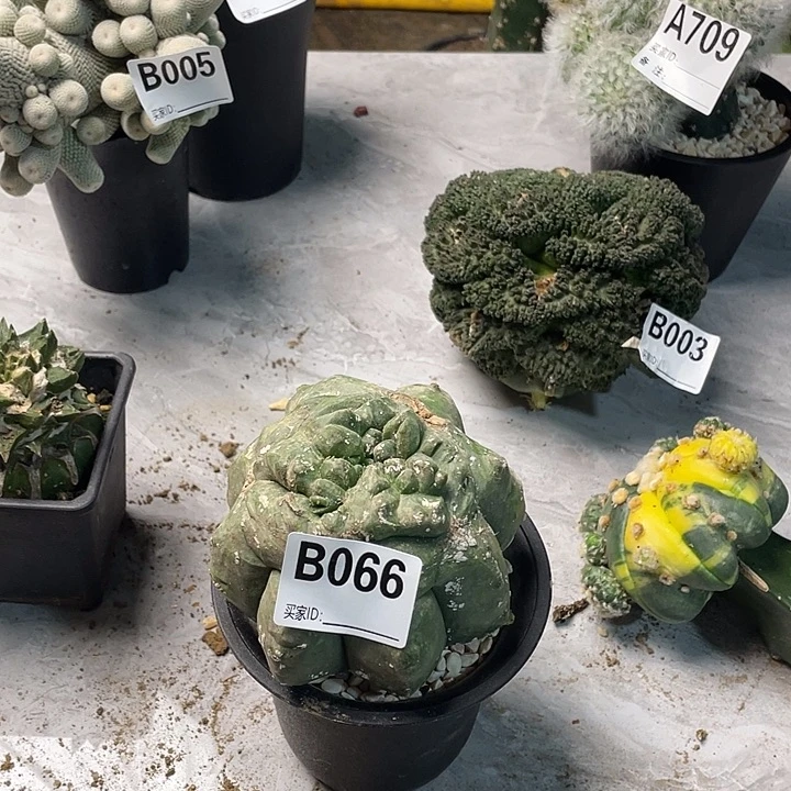 完全开放066栾一个仙人球