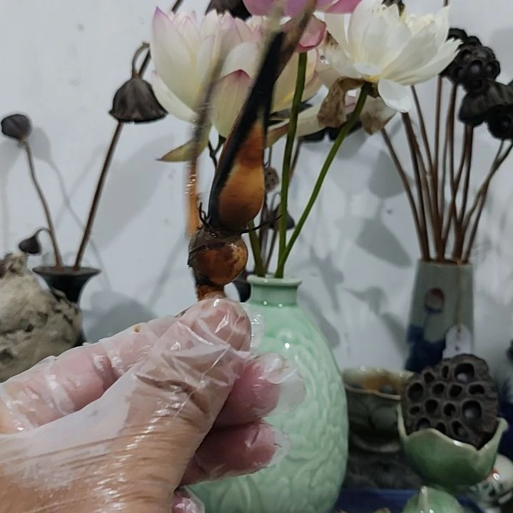 当前无花栽培后可以开花☆青苹果小藕1支