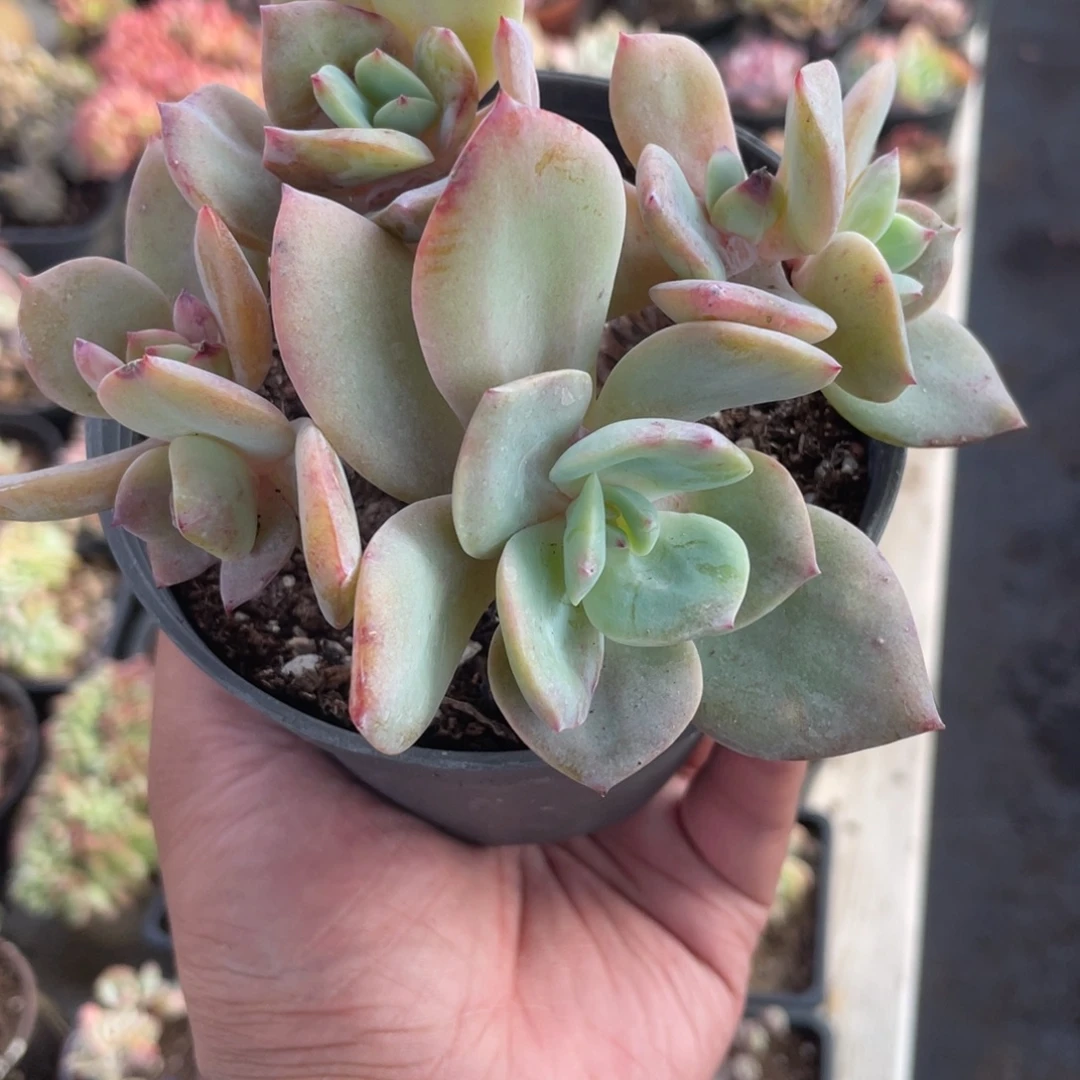 2919  白凤  六月六