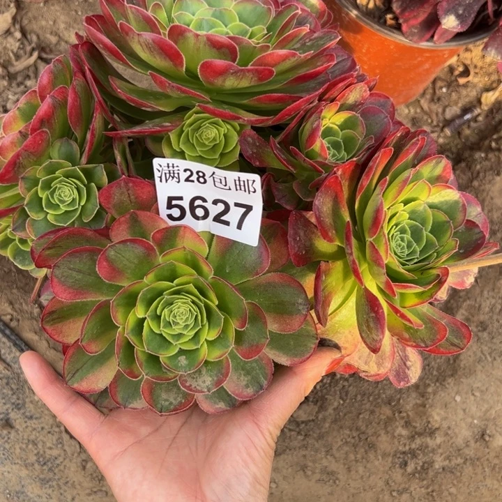 5627奶白多肉植物