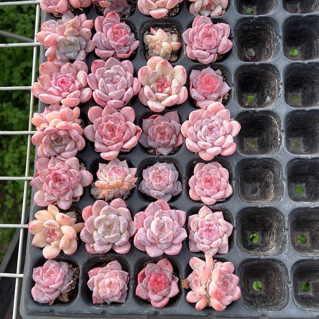 精品多肉十八包邮