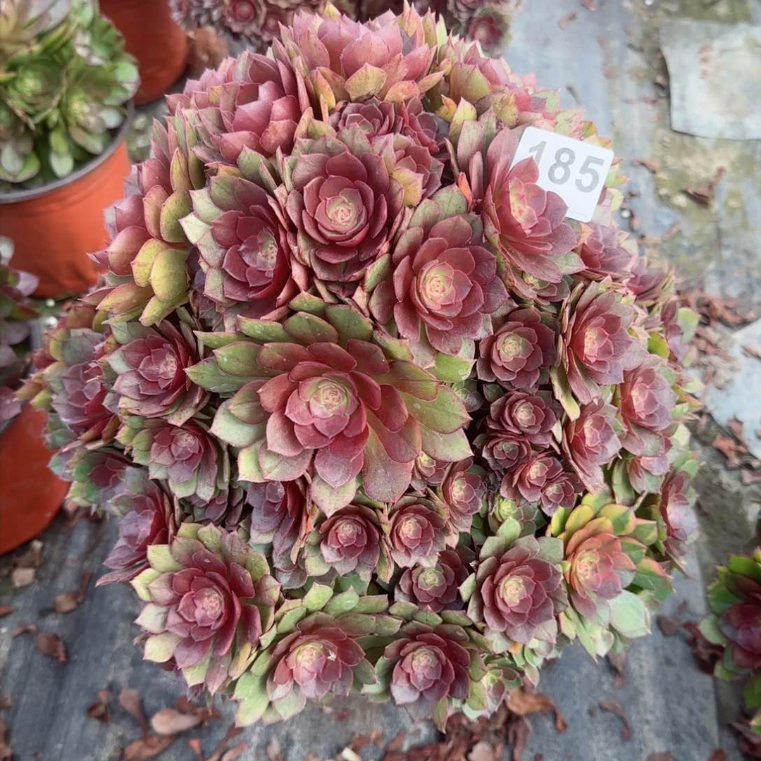 名***苏185多肉桃花石多肉