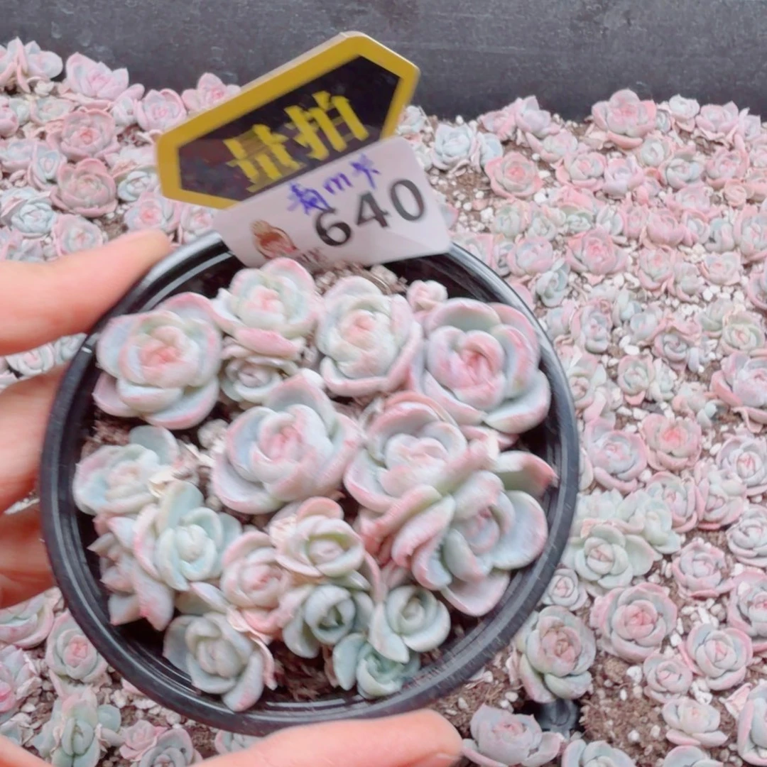 多肉植物多肉植物