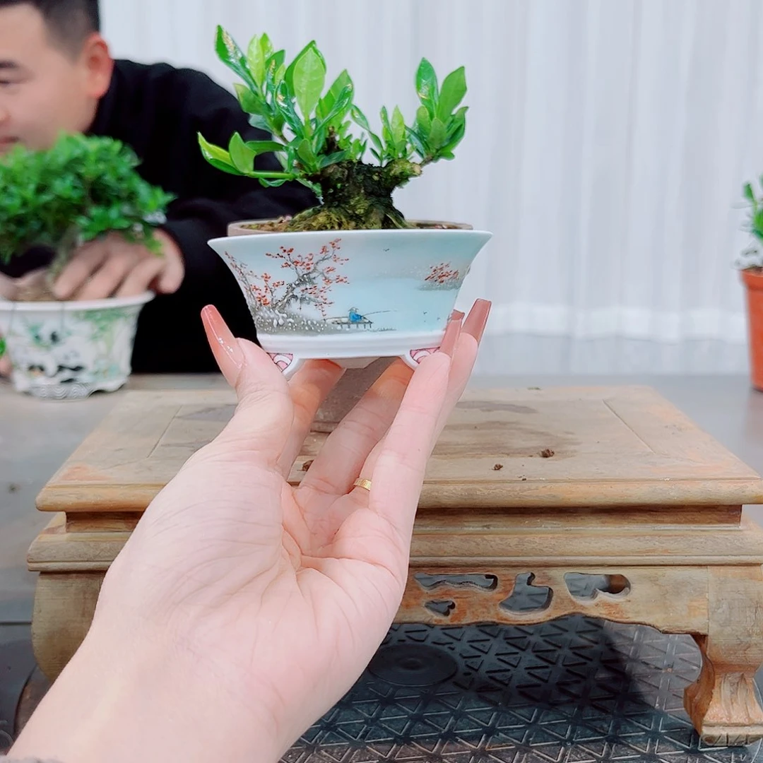 麒*一寸法师栀子花