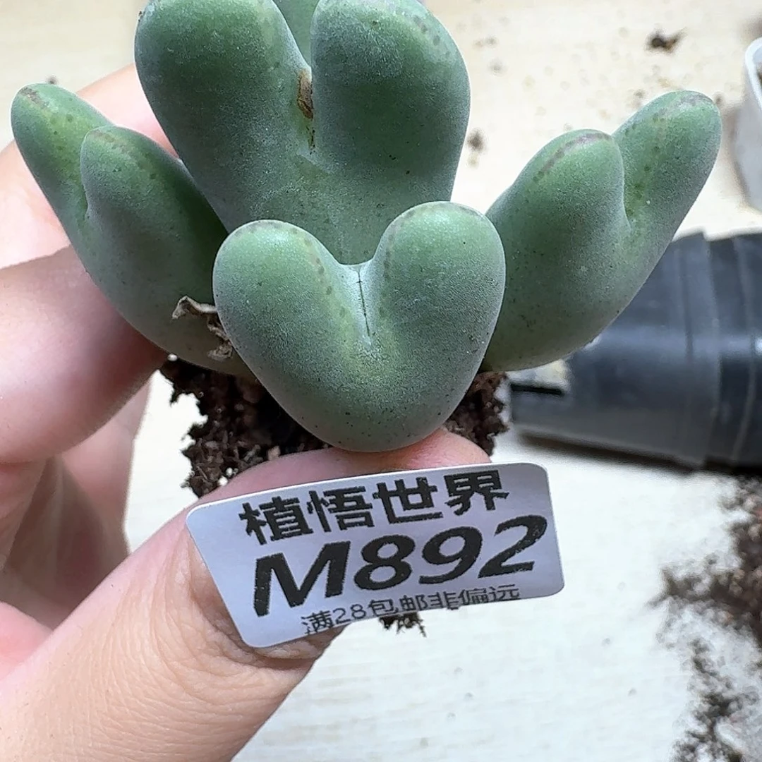 多肉植物的润泽的gg