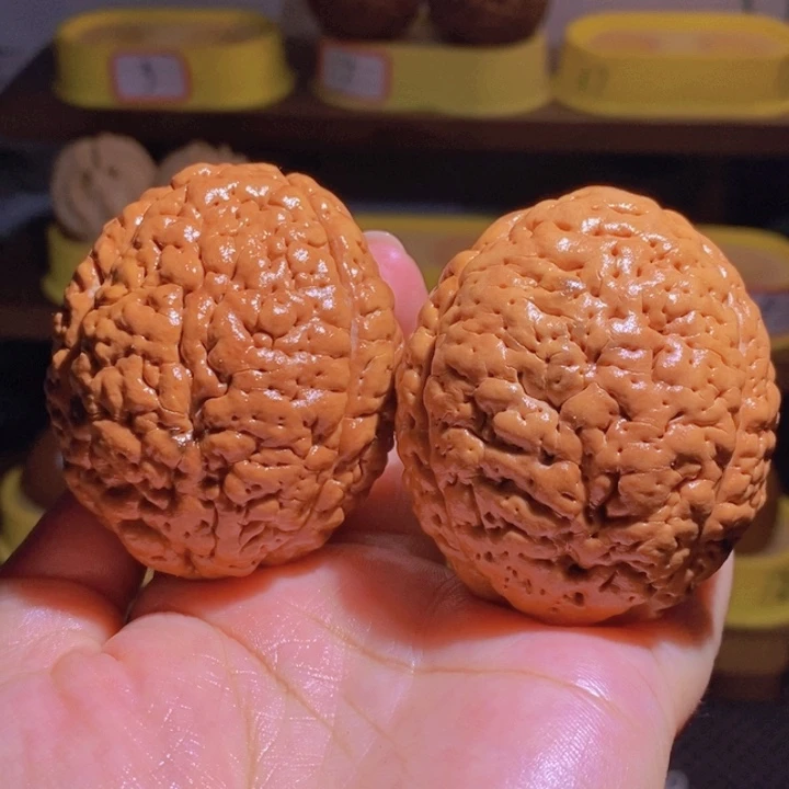 野生三瓣脑纹大金刚练手对5059