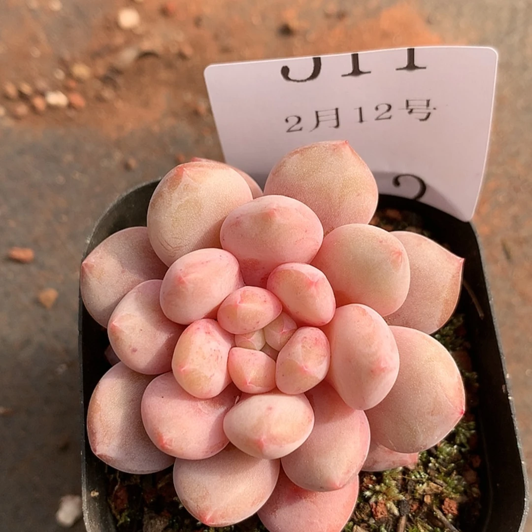 【闪购商品】云511号半夏