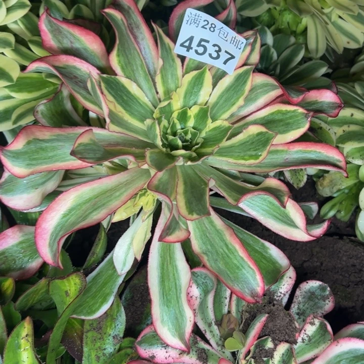 4537南魅影多肉植物