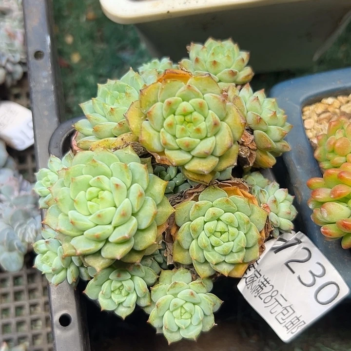 幸运的是我还没遇到过