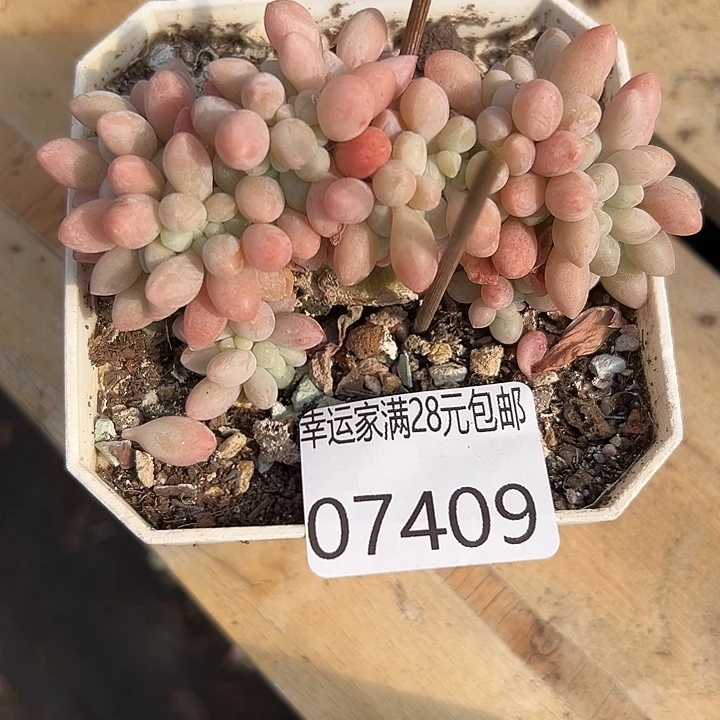 幸运儿是一位非常优秀