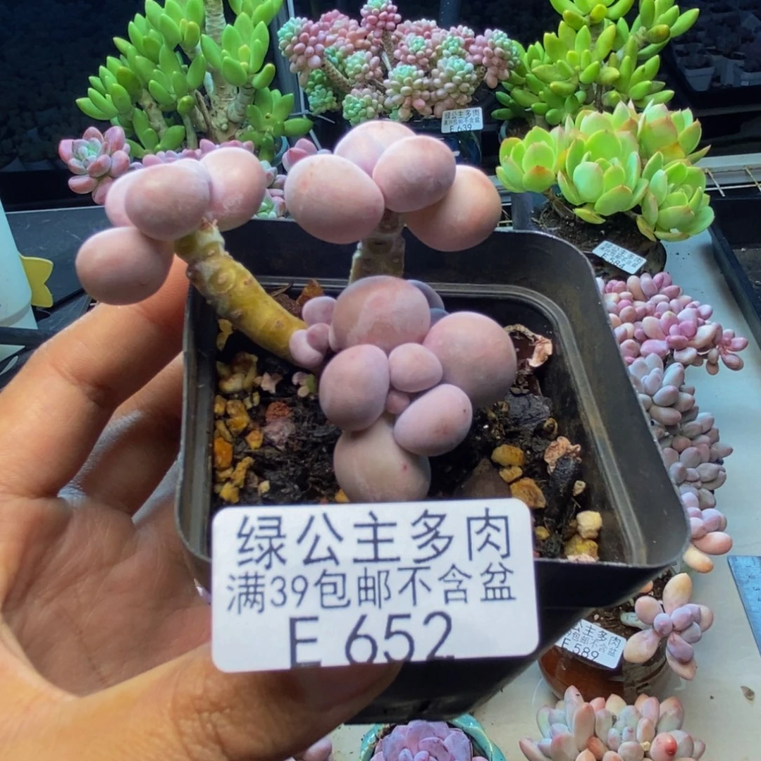 652橙奶多肉肉4c m