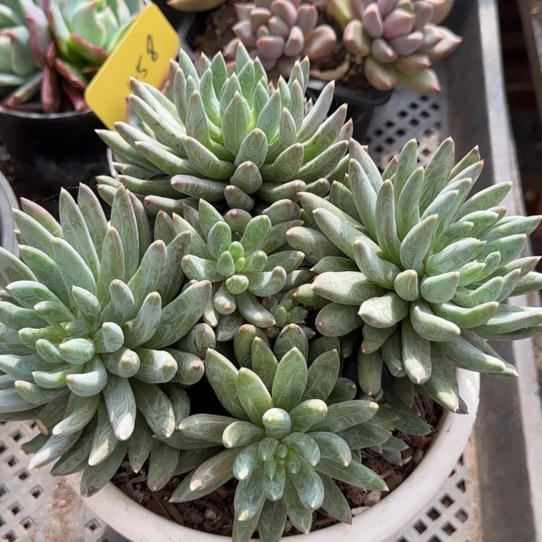 炫彩星一物一拍包装收缩花旱