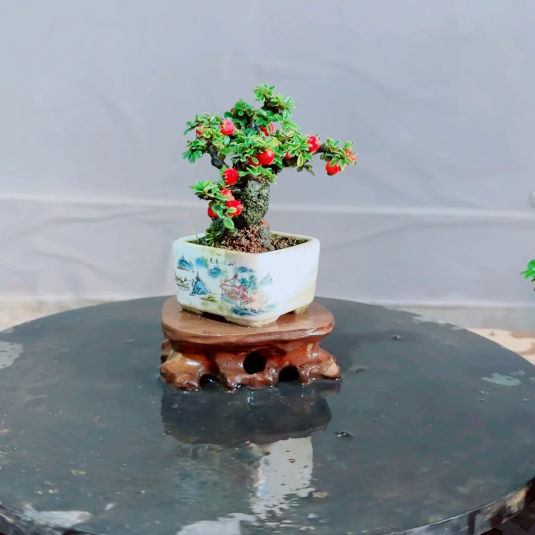 用***9白花小叶珍珠栒子