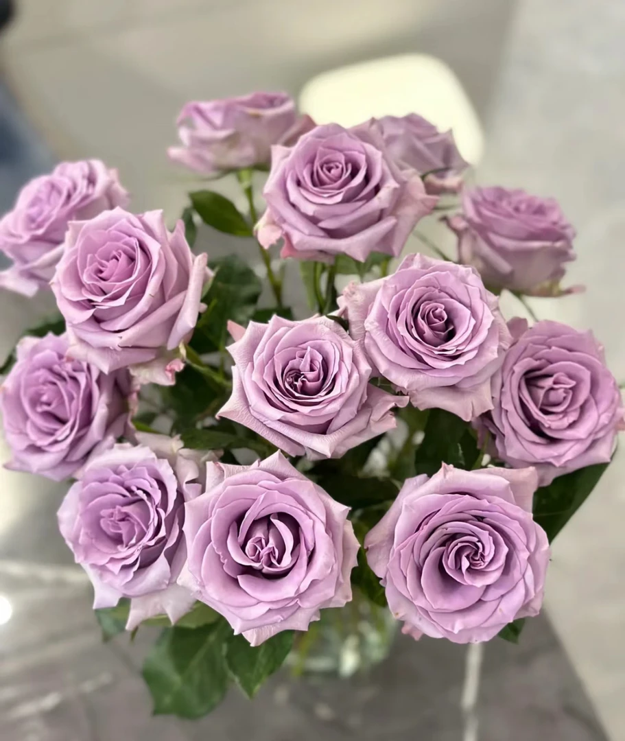 【紫玫瑰10枝+风铃+洋桔梗+非洲菊+配草套餐】 【0度以下请拍保温棉】