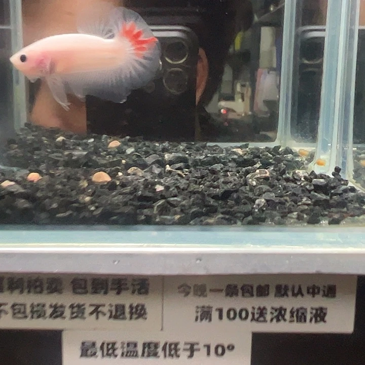 斗鱼竞拍跑单拉黑30日71