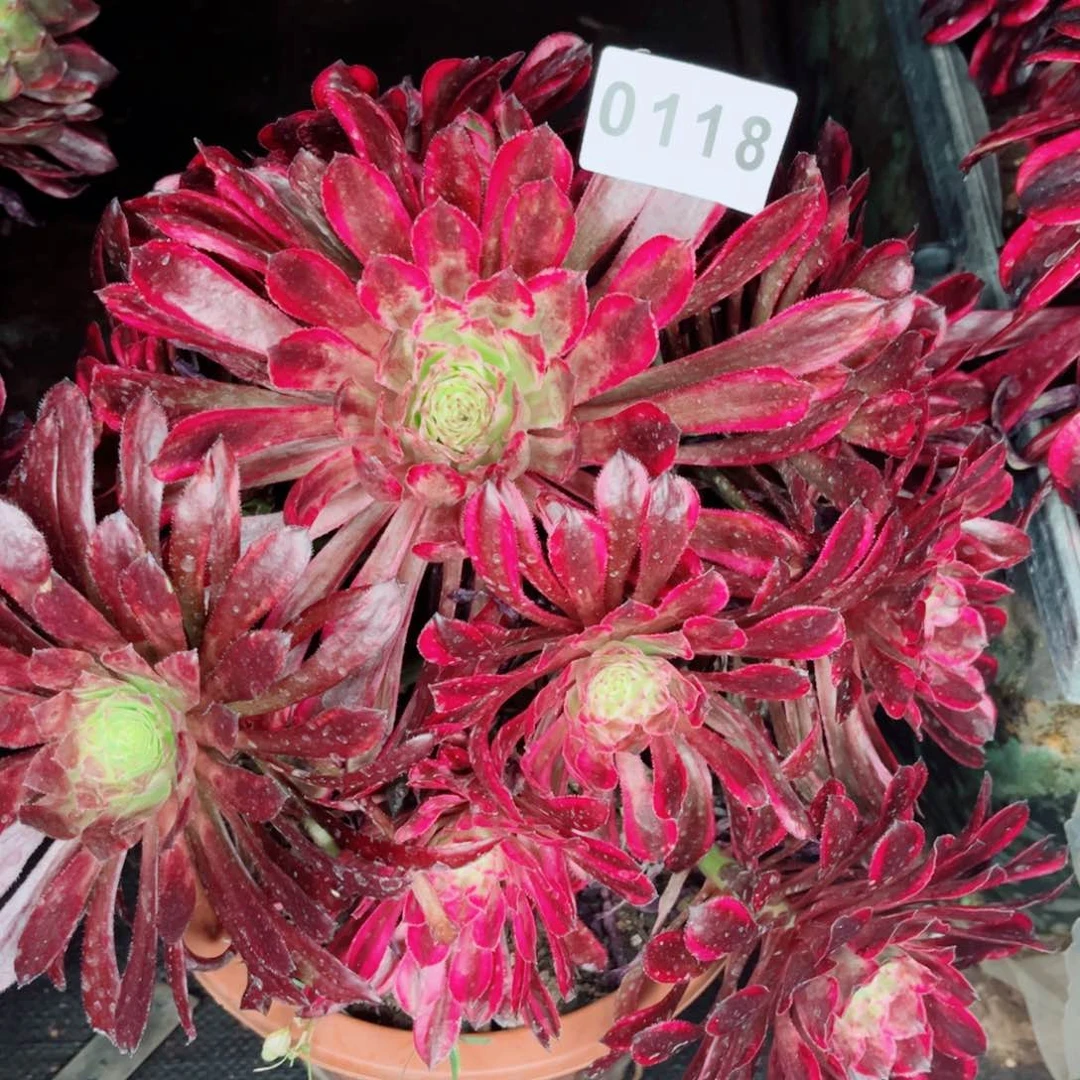 雪浪多肉发货发货