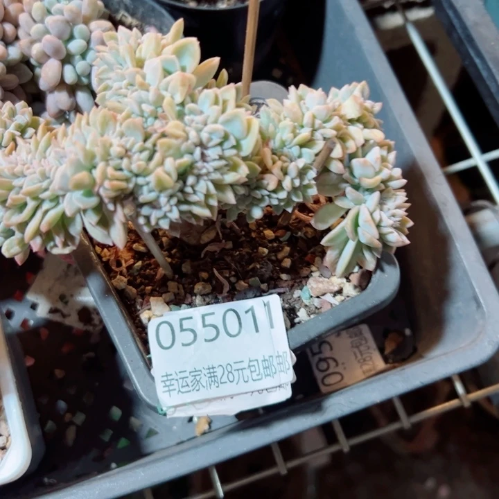 幸运的是我还没遇到你呢哈哈