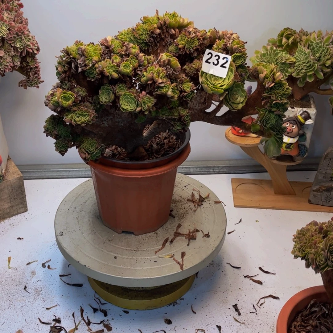郭***婷多肉植物万圣节缀232