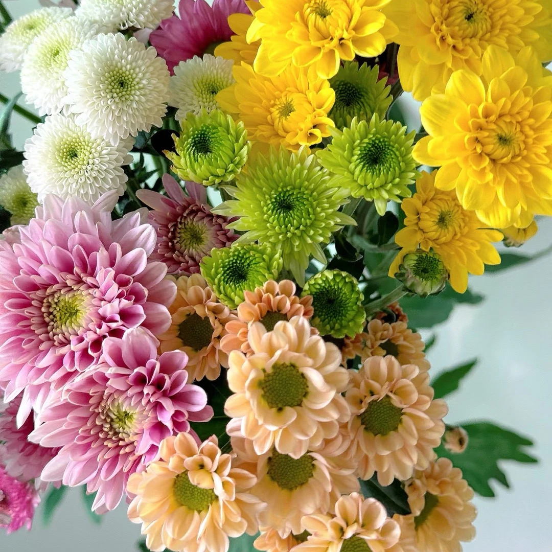 喜木*水养鲜切小雏菊超长花期