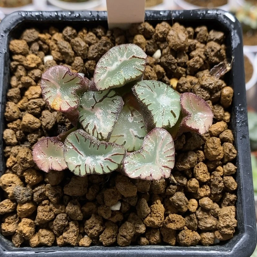 【闪购商品】73火焰龙