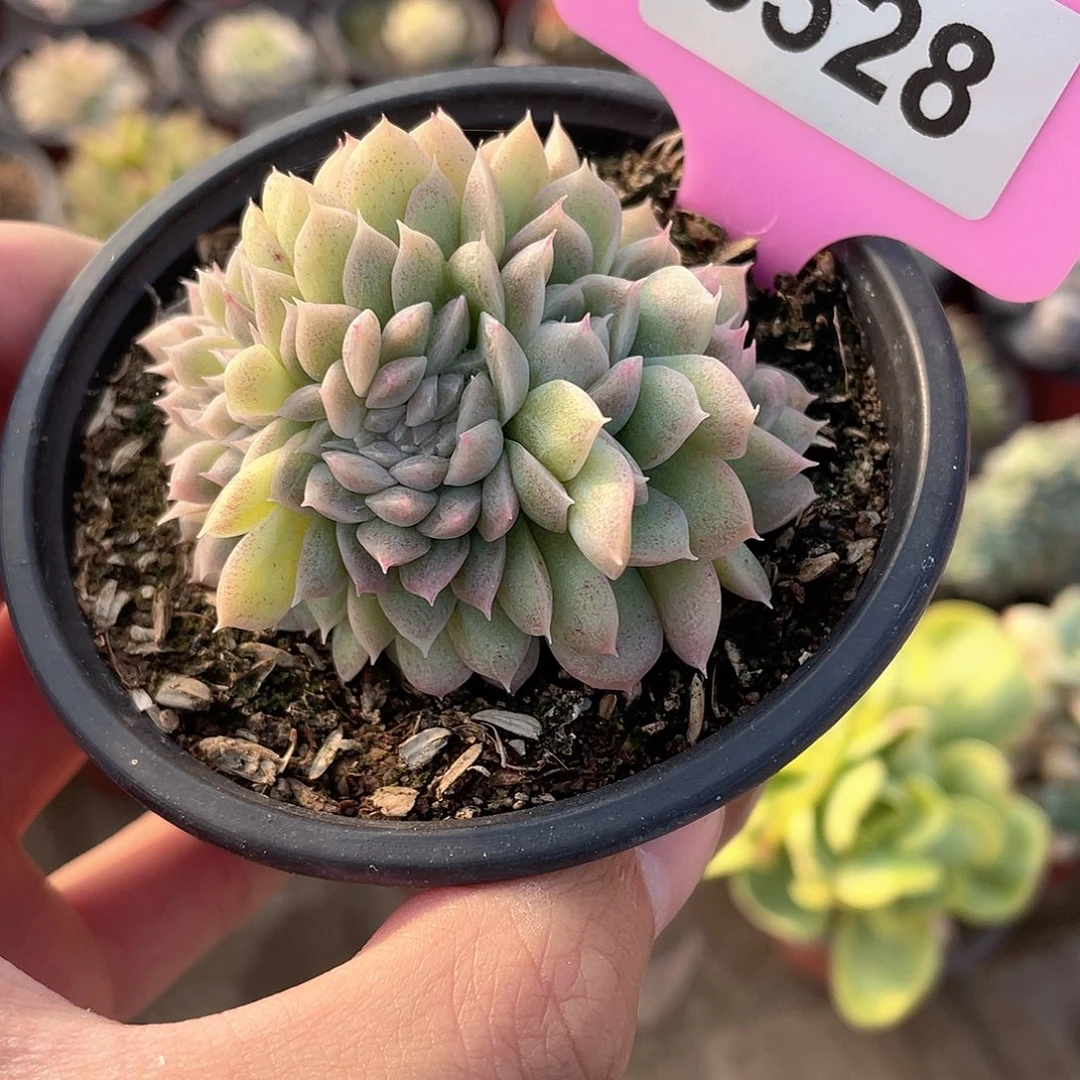 阿尔巴白鹭缀6528号