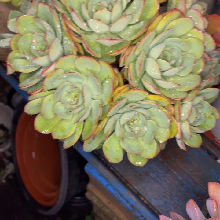 懂***你老桩精品肉肉牡丹亭