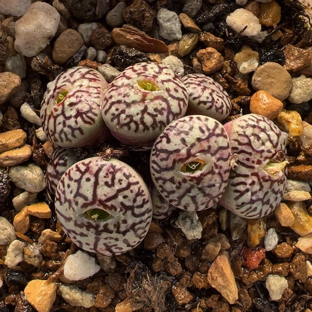 052多肉植物种类多样