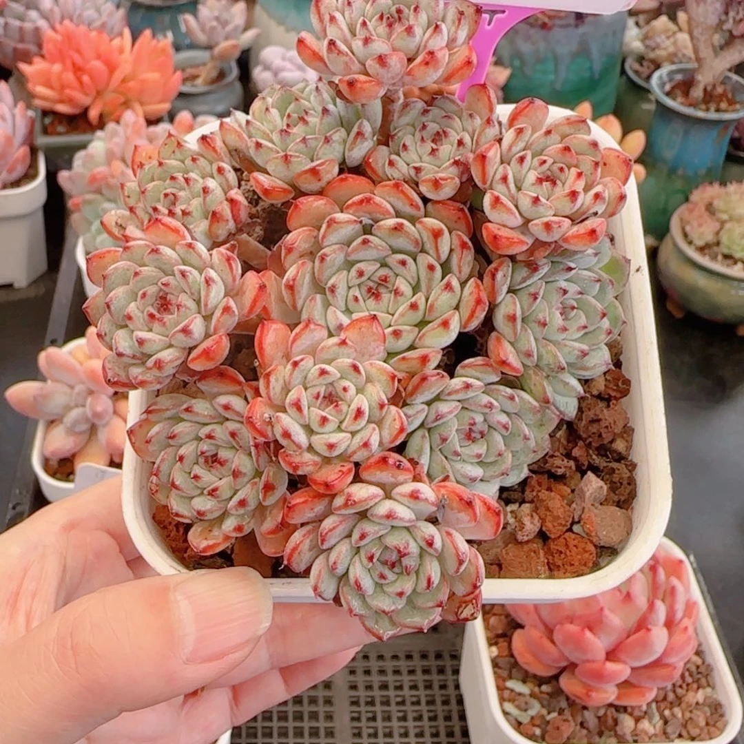 多肉植物3276………………