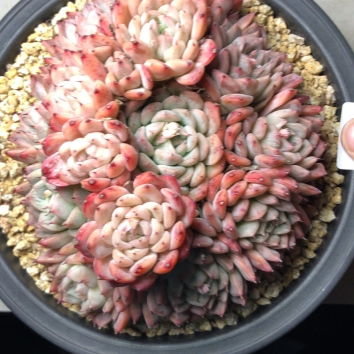 静*肉29/////////////////