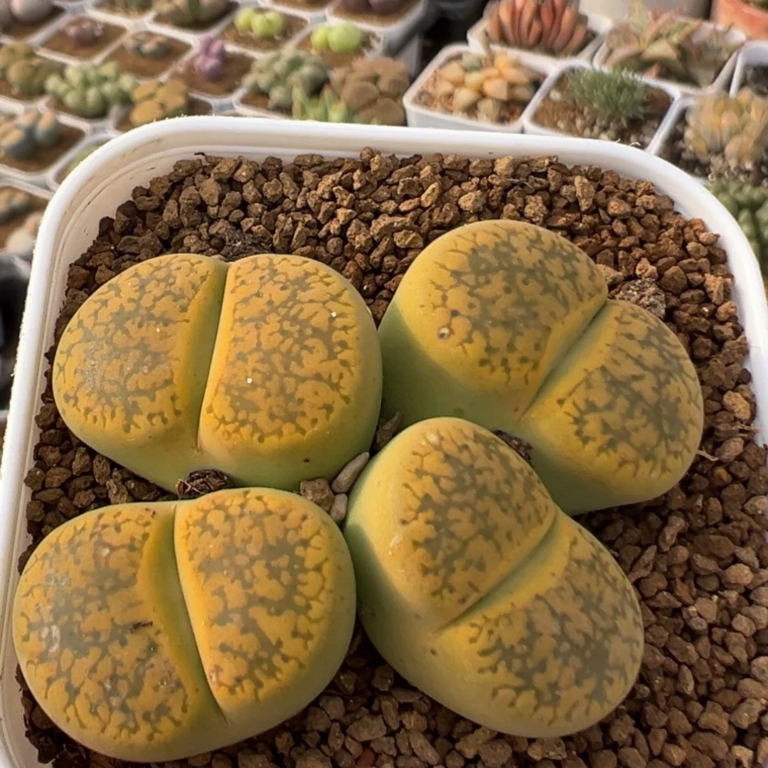 118多肉植物百科植物