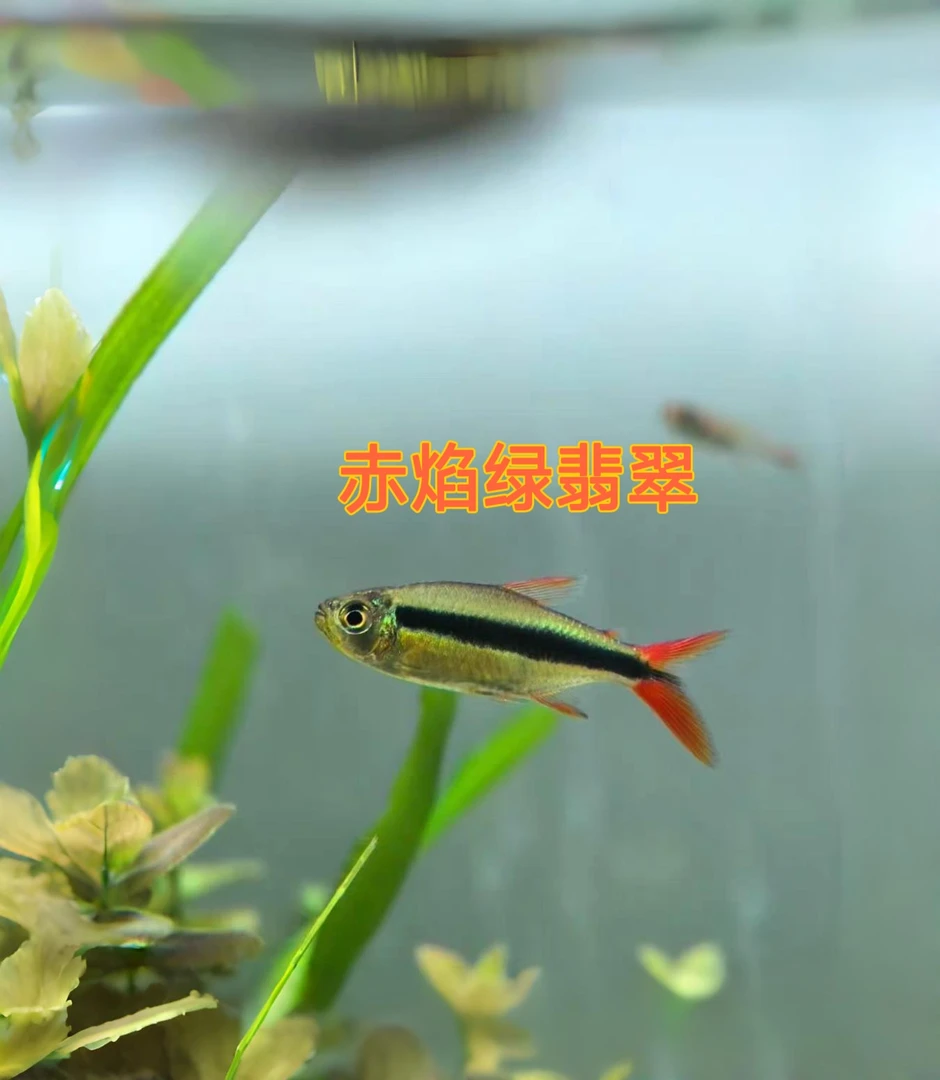 赤焰绿翡翠灯科鱼小型鱼观赏鱼可混养适合草缸群游