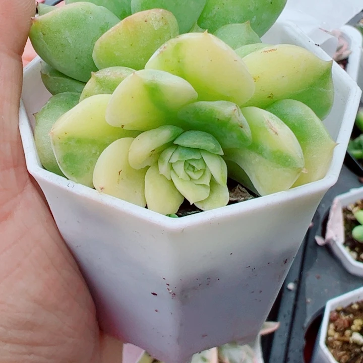 酸橙辣椒锦多肉植物375