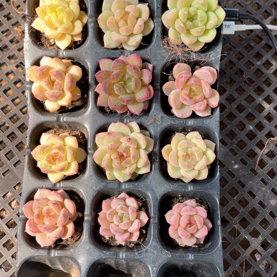 多肉一物一拍14-2