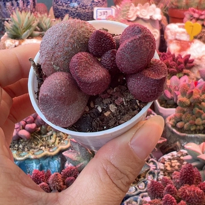 一物一拍，感谢支持