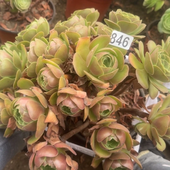 846粉女巫中斑阴阳