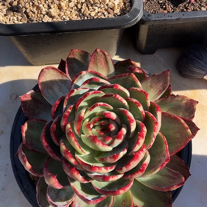 惊鸿仙子一物一拍，18厘米左右