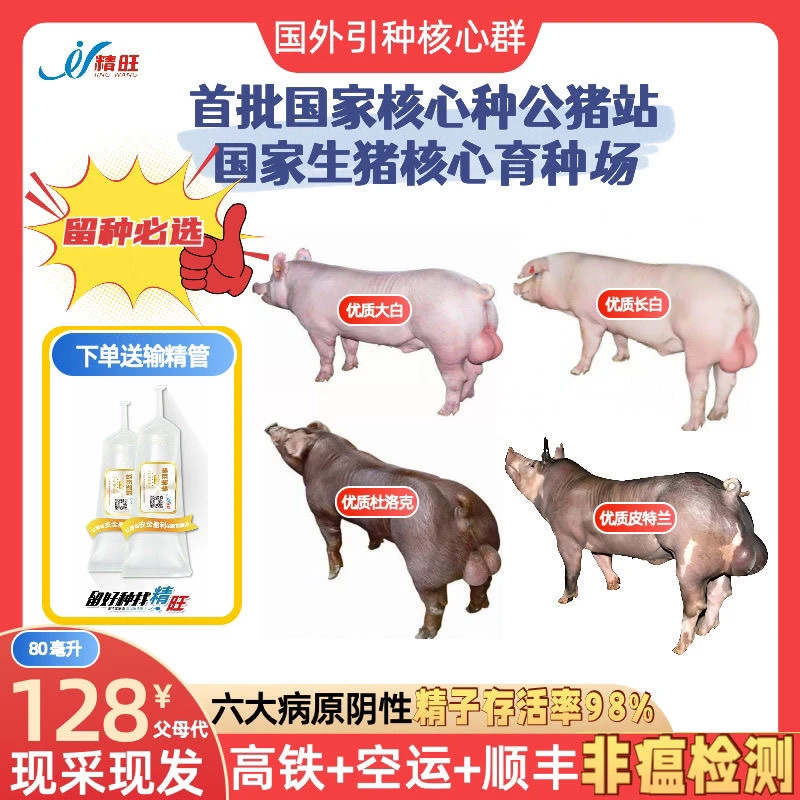 精旺猪精父母代长白大白蓝耳双阴现采快发人工授精留二元回交二元