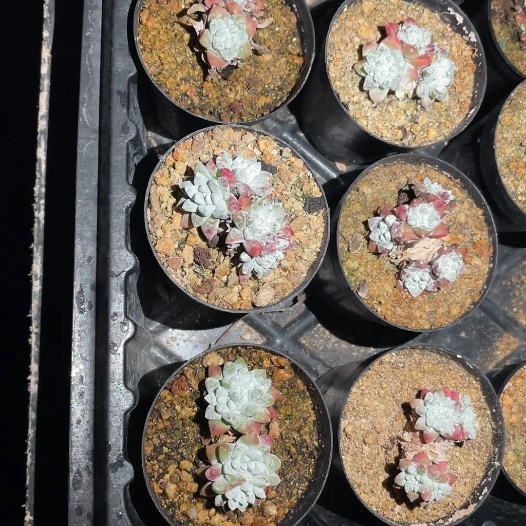 格诺玛白菊仙女杯呀