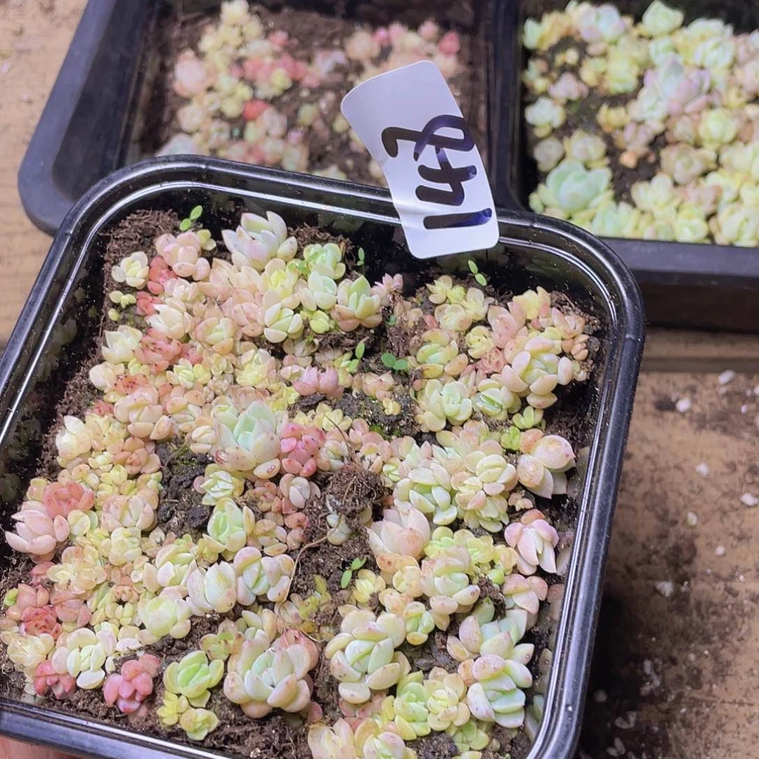 多肉植物多肉植物148