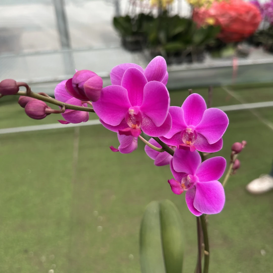 蝴蝶兰《满天红》盆栽阳台花卉