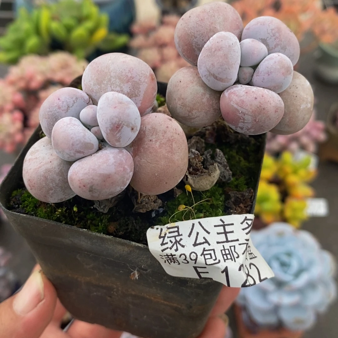 1282芭比奶酪7cm多肉